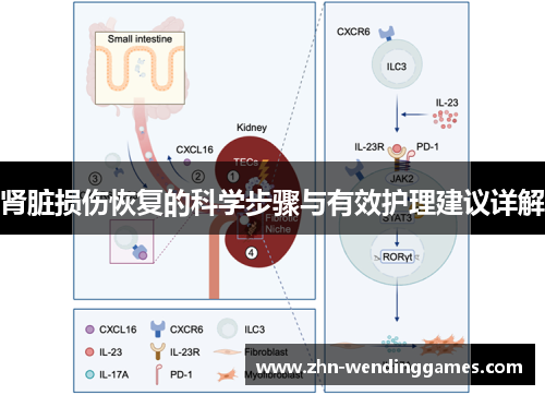 肾脏损伤恢复的科学步骤与有效护理建议详解
